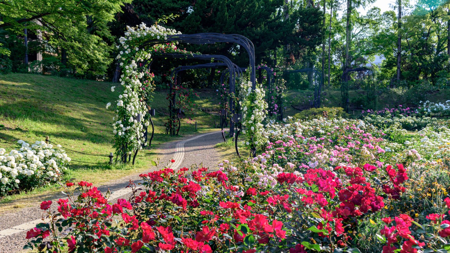 靱公園のバラ園の様子。近づくと香りも感じ、春と秋の2回、見頃を迎えます