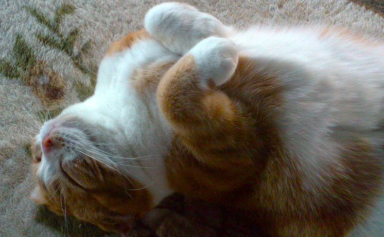 “スコティッシュフォールド”の飼い方まとめ。性格や特徴、注意点まで実体験をもとに紹介