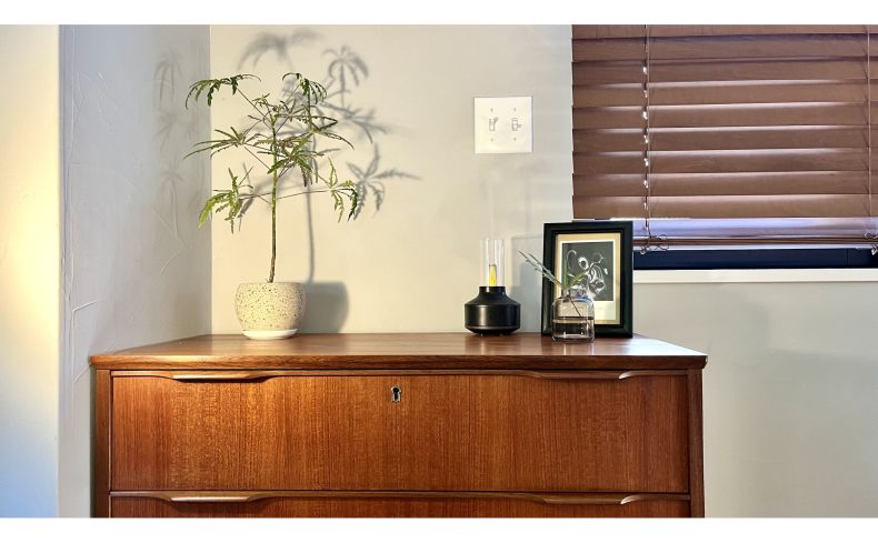 影までもおしゃれな植物”グリーンアラレア”。育て方や飾り方のコツは？