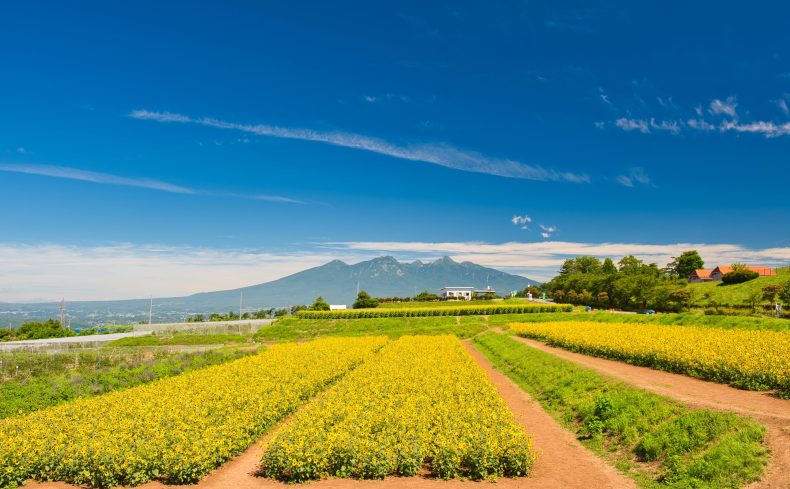 山梨県「北杜市」は子育てに向いている？子どもと楽しめるスポットや子育て支援制度を山梨在住ママが紹介