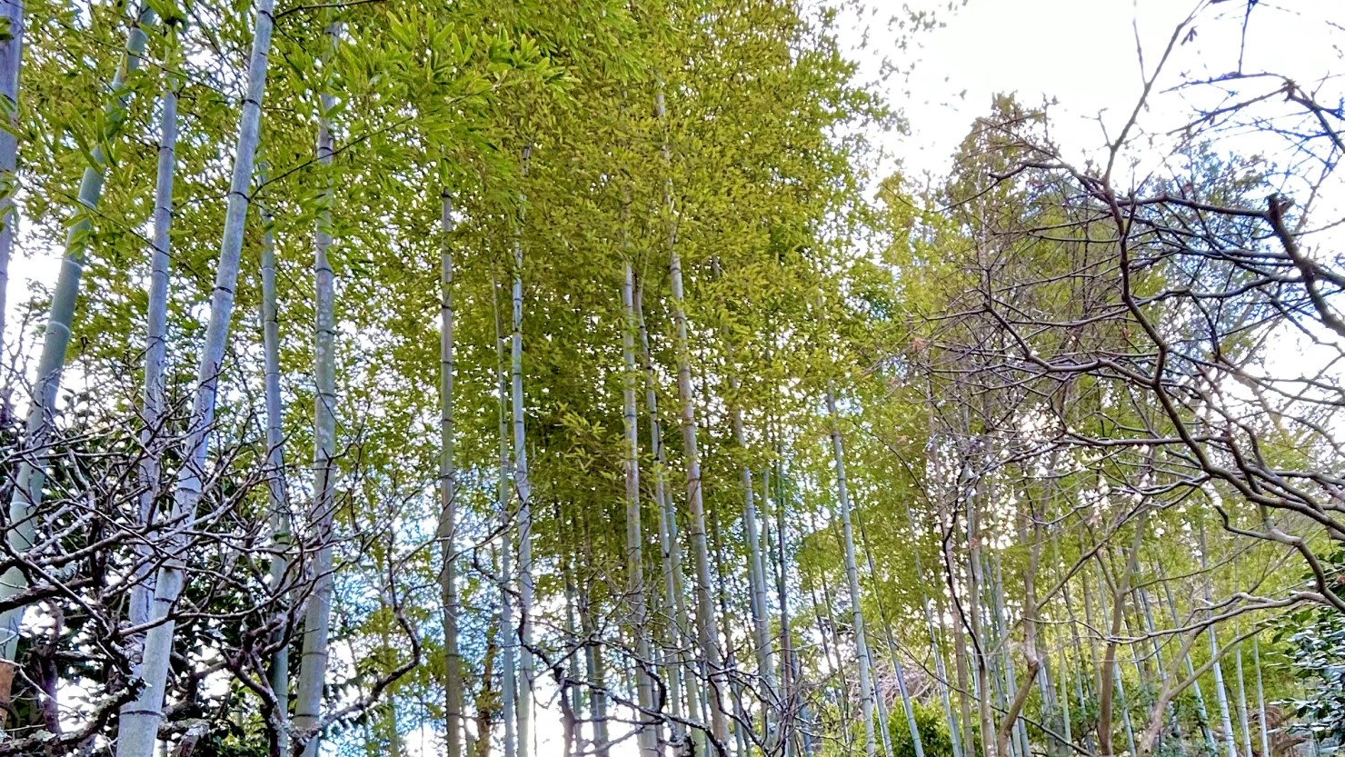 報国寺の竹の庭