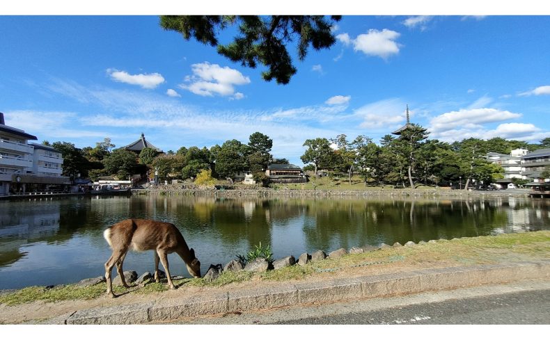 「奈良駅」周辺を散歩しよう！有名観光スポットや地元民おすすめのスポット“12選”