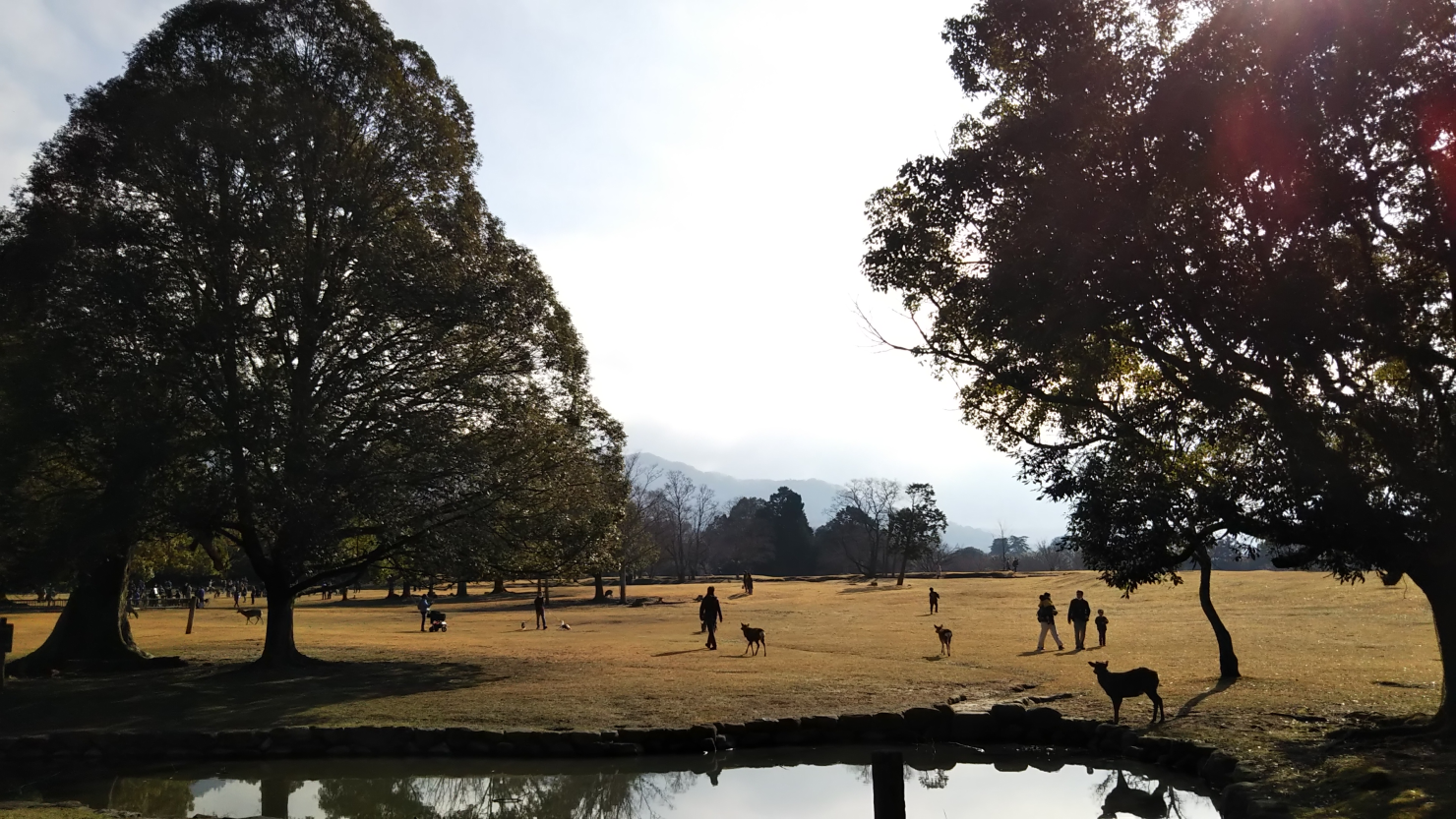 飛火野に集まる鹿と観光客