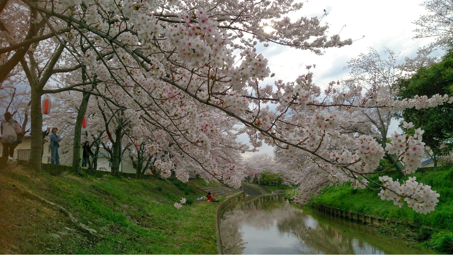佐保川沿いの川桜