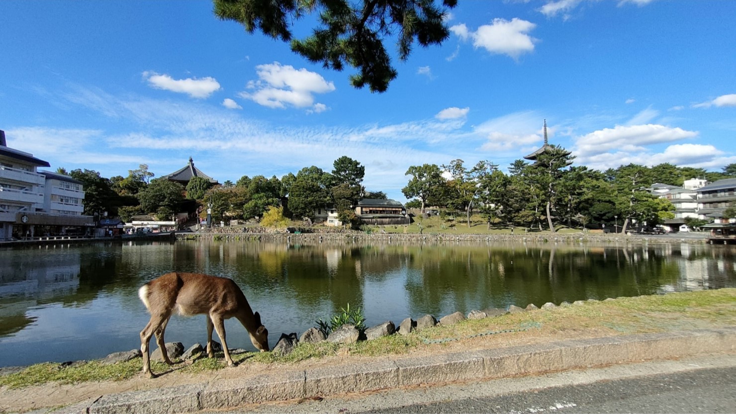 猿沢池南側から興福寺をのぞむ