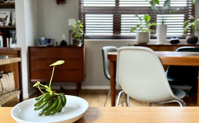 まるで水に浮かぶミニチュアバナナ。ユニークな浮葉植物“バナナプラント”の育て方