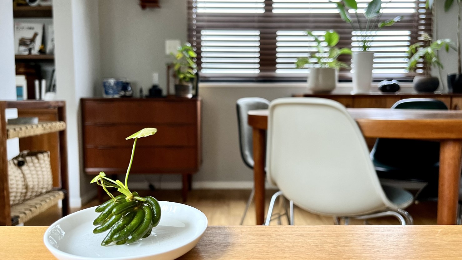 まるで水に浮かぶミニチュアバナナ。ユニークな浮葉植物“バナナプラント”の育て方
