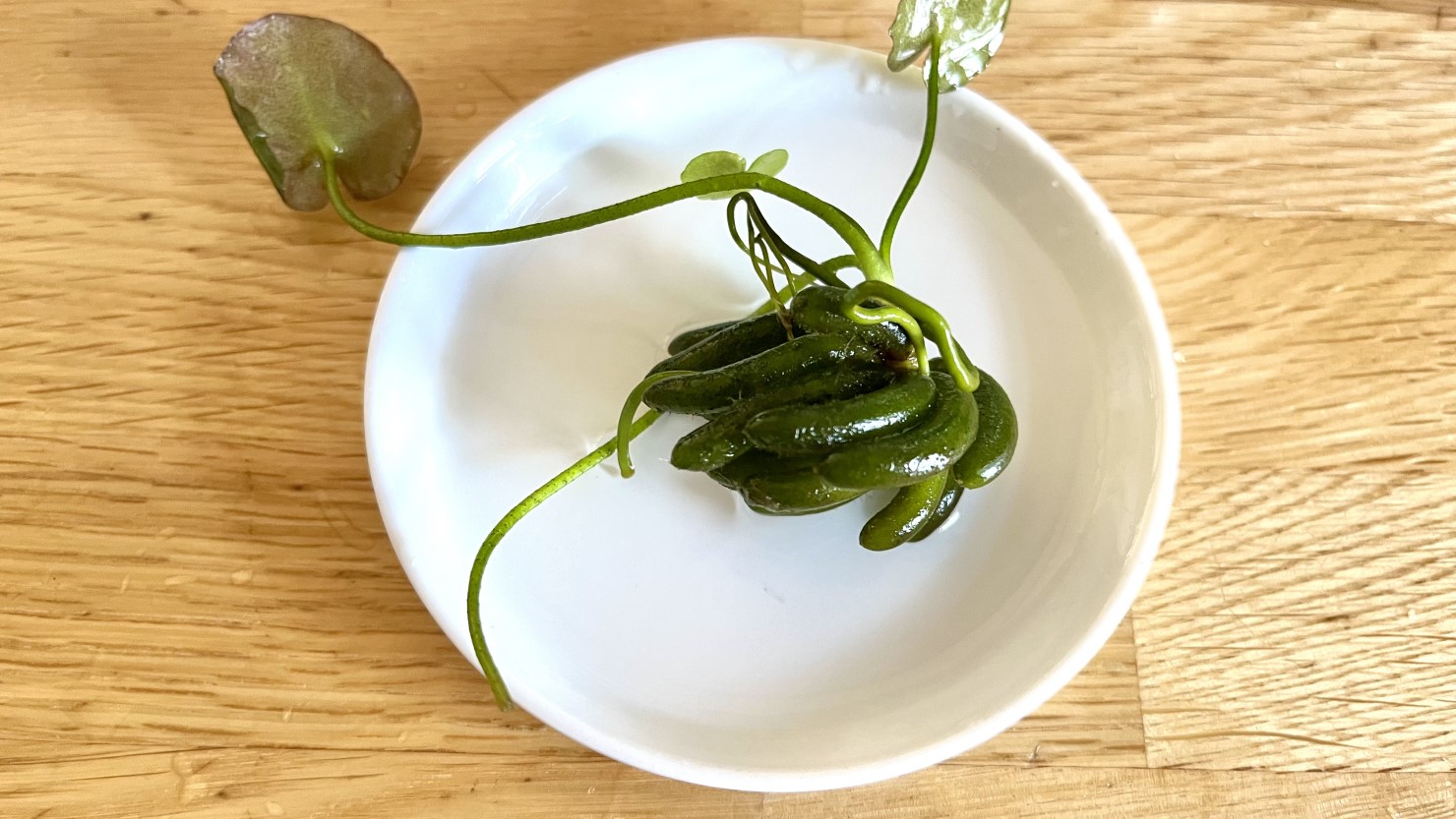 バナナプラントの殖芽