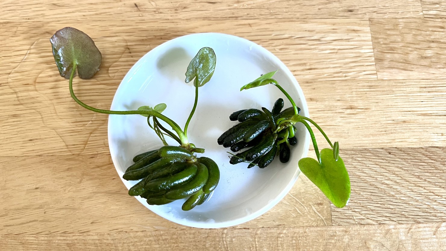 わが家のバナナプラント