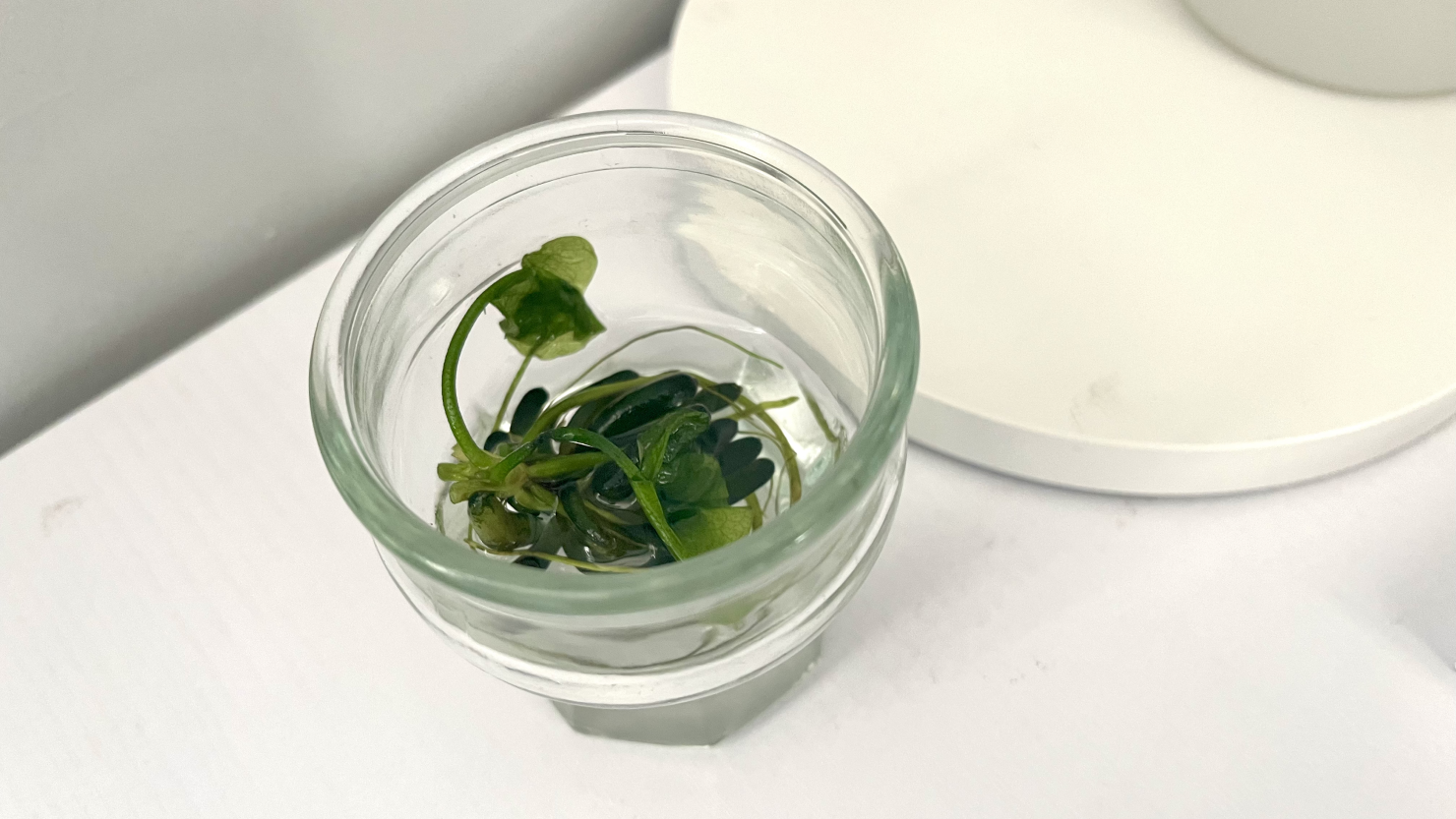 溶けかけている葉