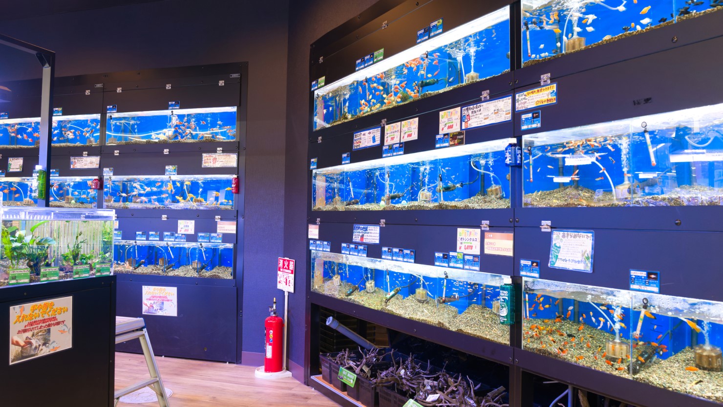 ホームセンターの熱帯魚コーナー