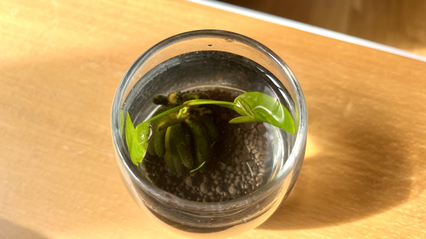 水が濁っている