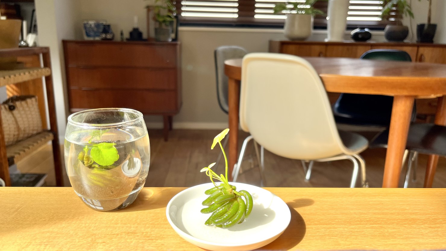 インテリアとしても楽しいバナナプラント