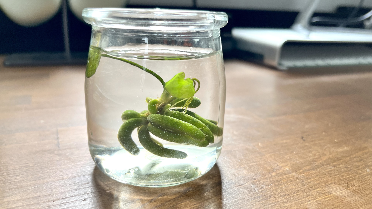 プリンのガラス瓶で栽培