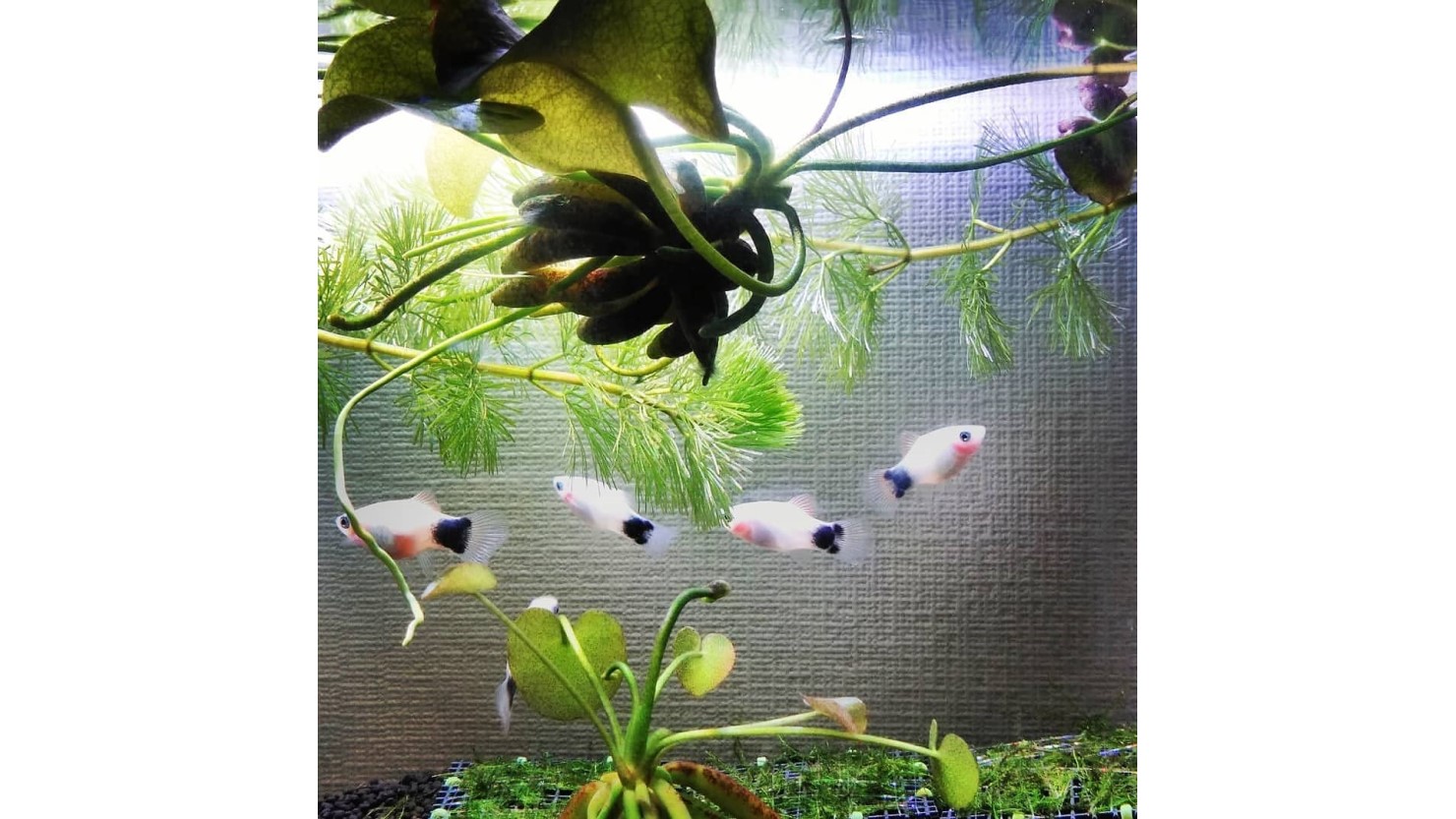 水槽のバナナプラント