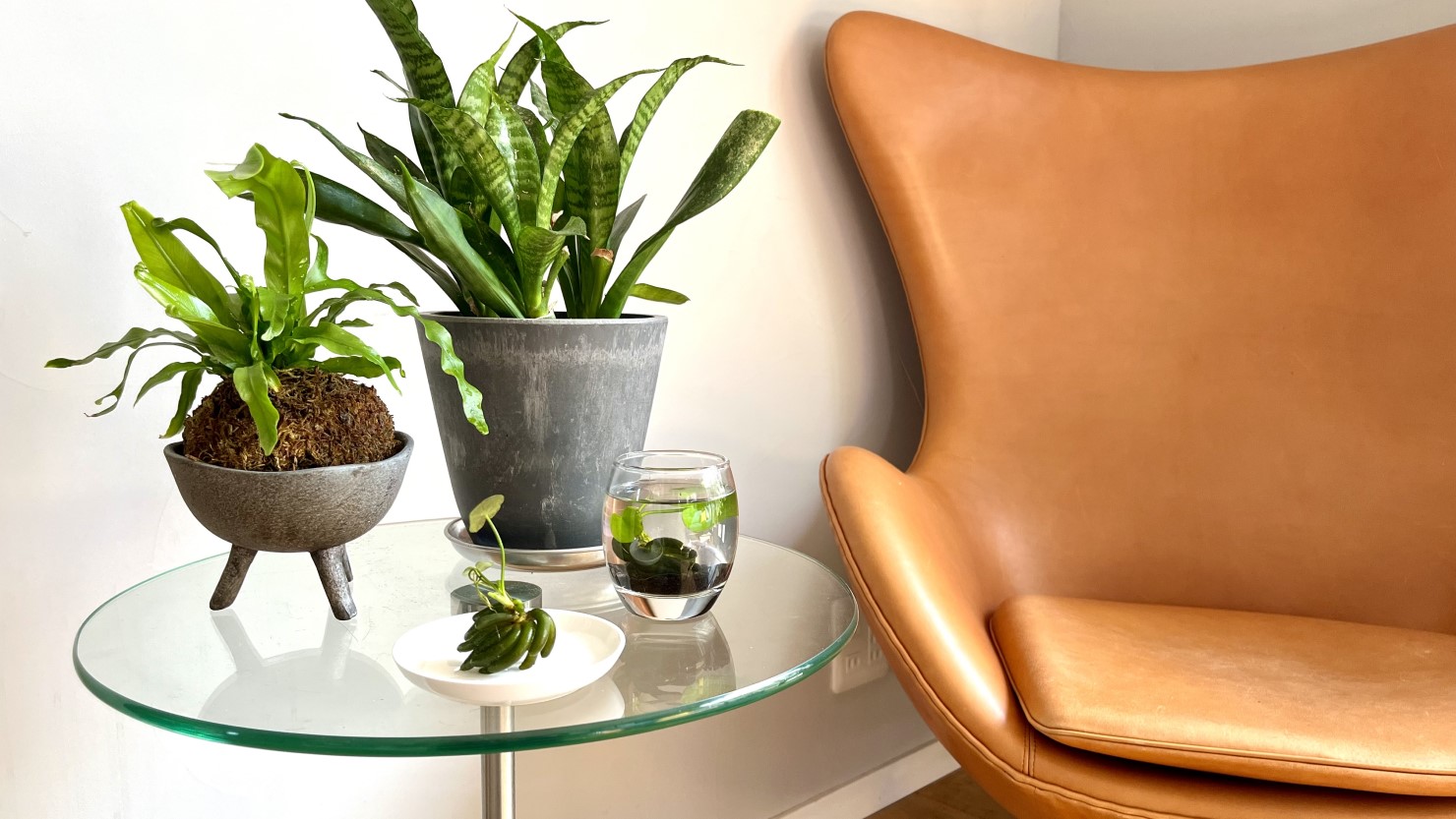 暮らしのアクセントになるバナナプラント