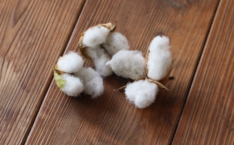 お庭での綿花（コットンフラワー）の育て方！栽培がうまくいく2つのコツも紹介