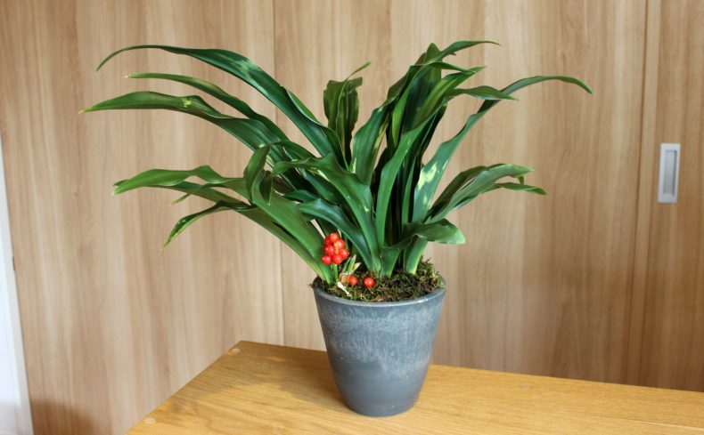 縁起のよい伝統植物「オモト（万年青）」の育て方。地植え・鉢植えそれぞれのコツや魅力を紹介