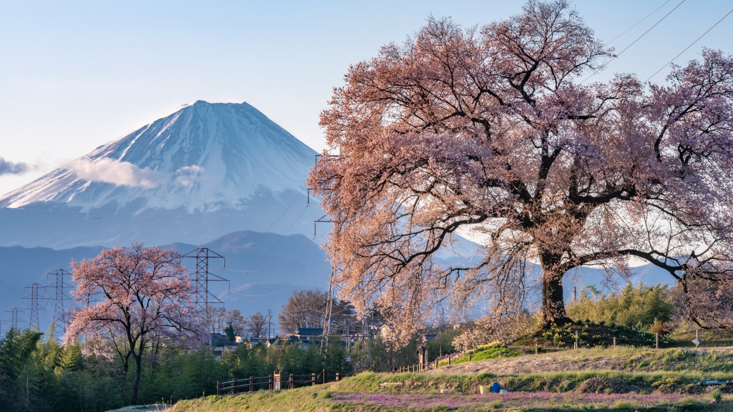 樹齢約330年を誇る「わに塚の桜」は韮崎市の名所