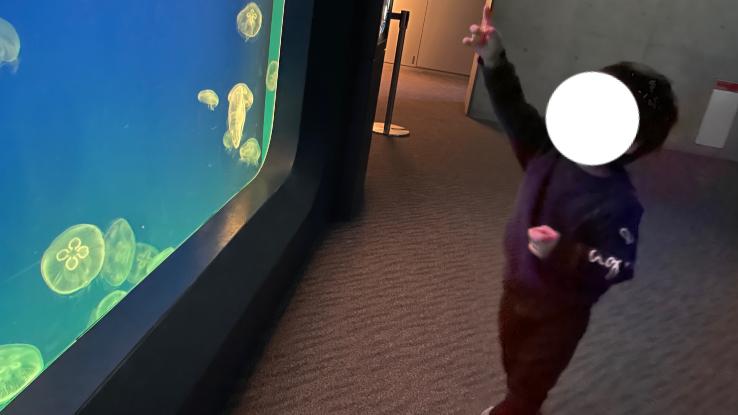 うみたまごにあるクラゲの水槽はわが子のお気に入り