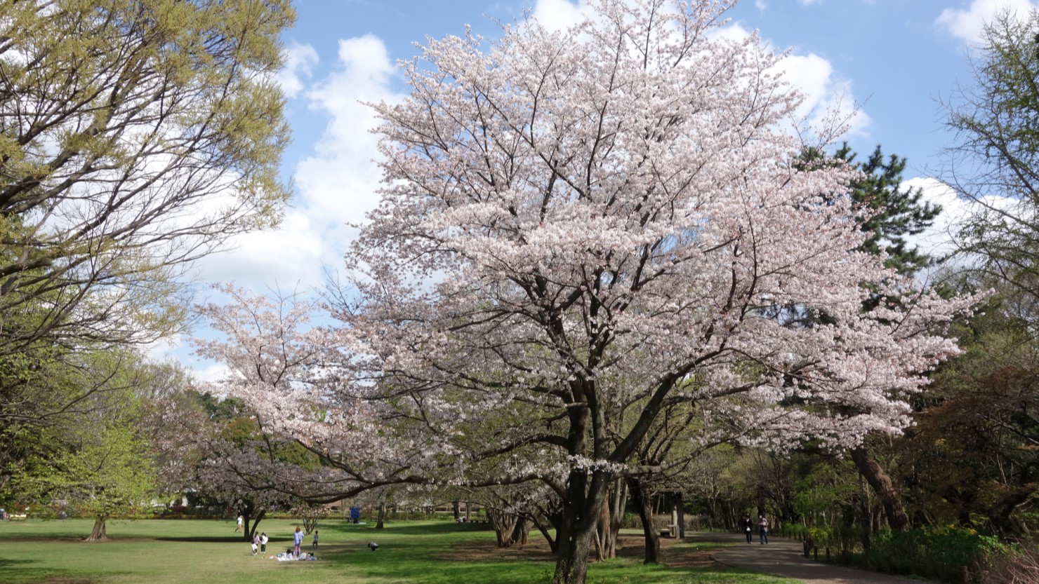 都立武蔵国分寺公園の桜（西本地区）