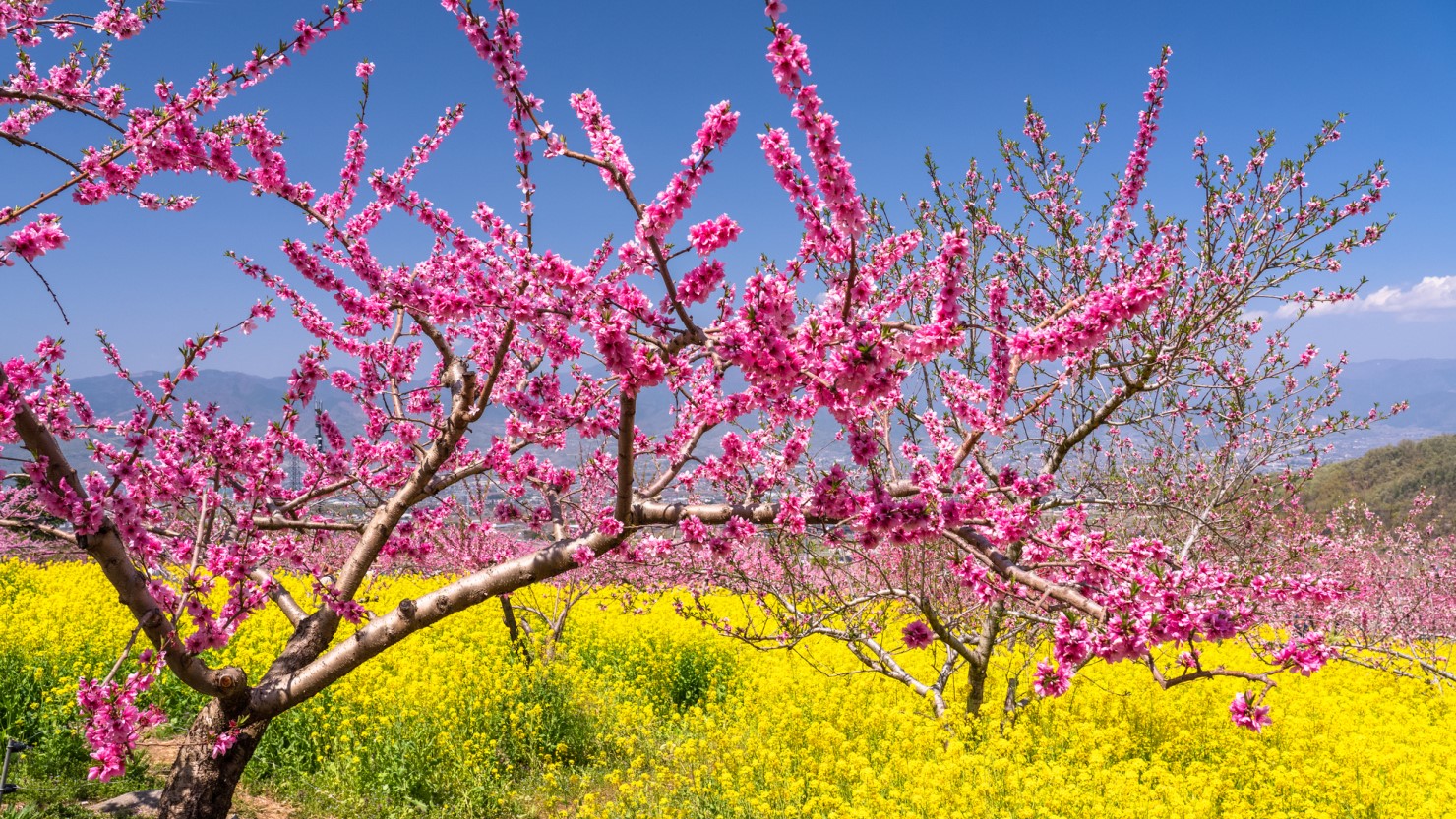 桃の生産量日本一の街