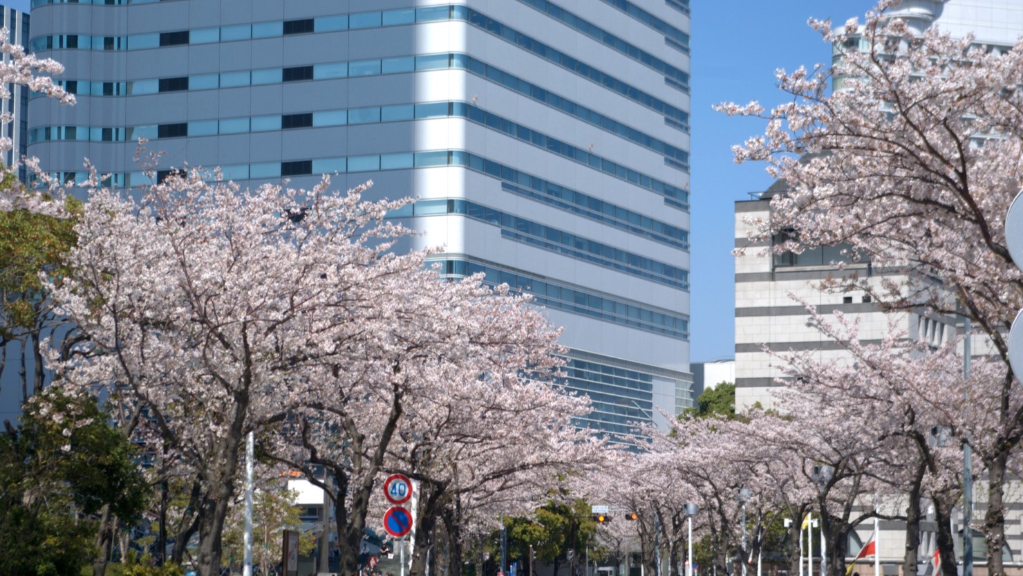 「市役所さくら通り」の桜並木