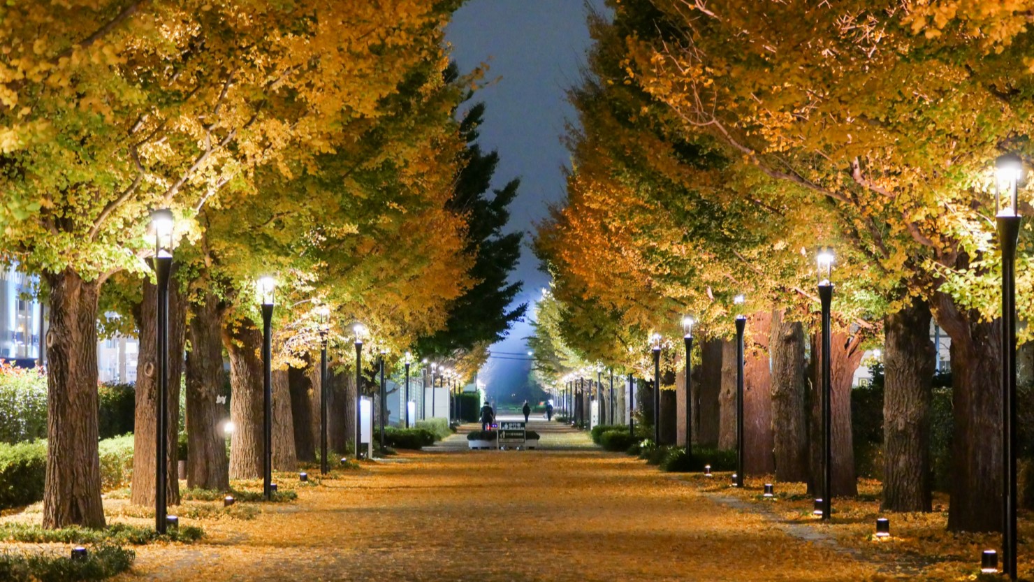 昭和の森の銀杏並木