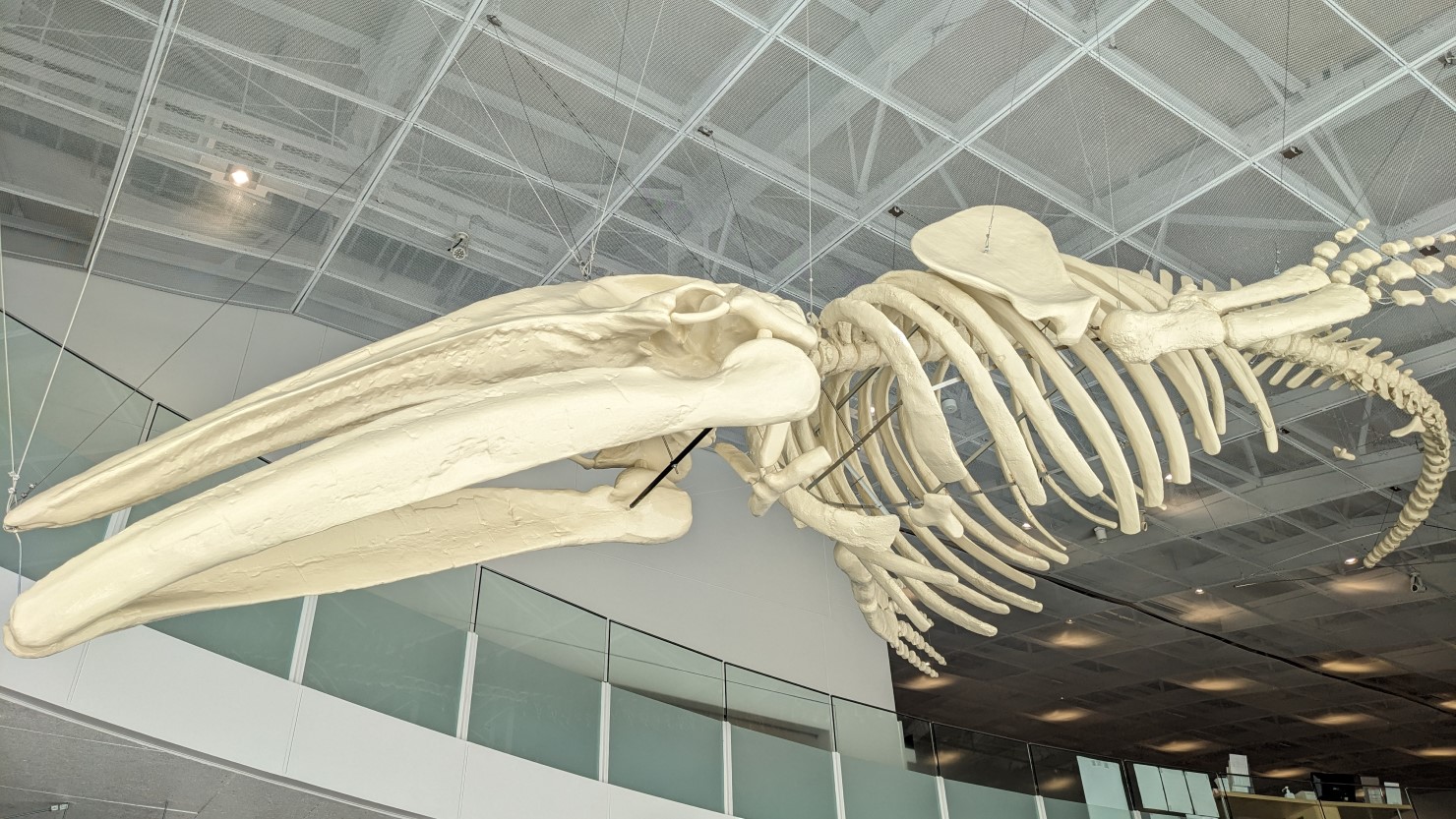 アキシマエンシス内にあるアキシマクジラのレプリカ