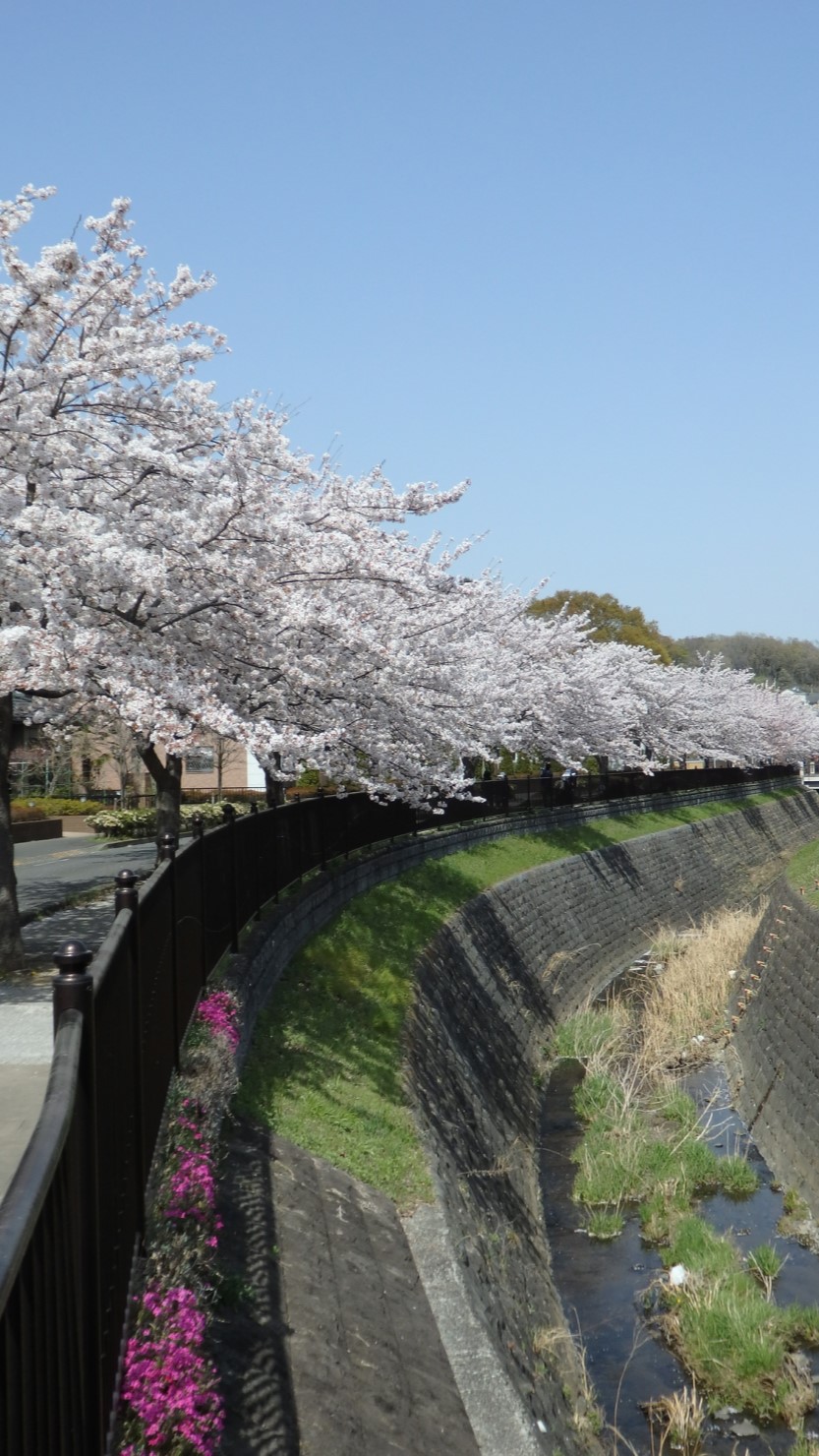 八王子兵衛川の桜並木