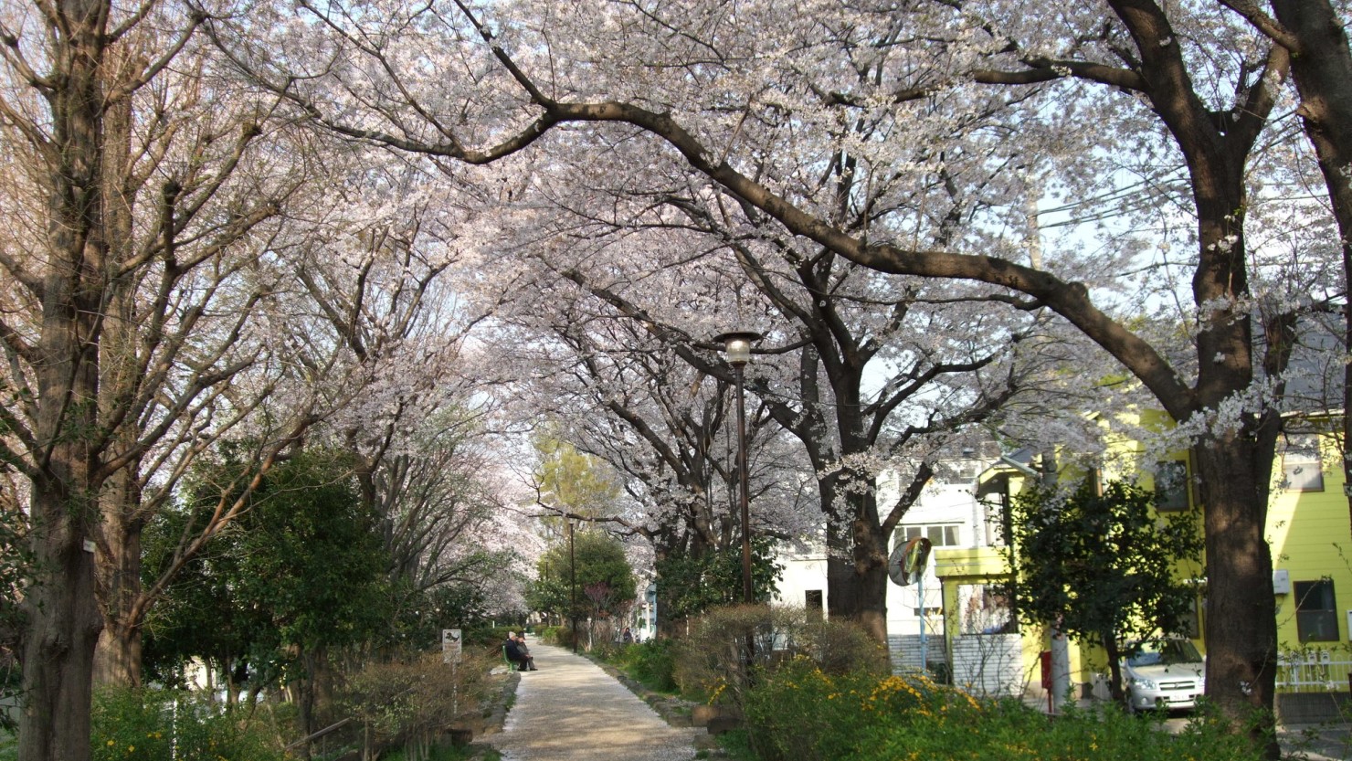 桜が咲く春の玉川上水第二公園