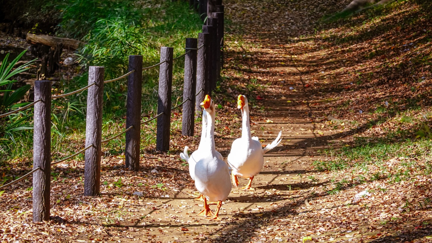 将軍池公園を歩くガチョウ