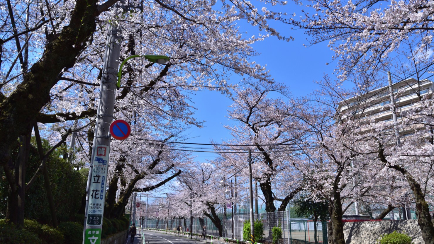 日本大学文理学部の桜並木