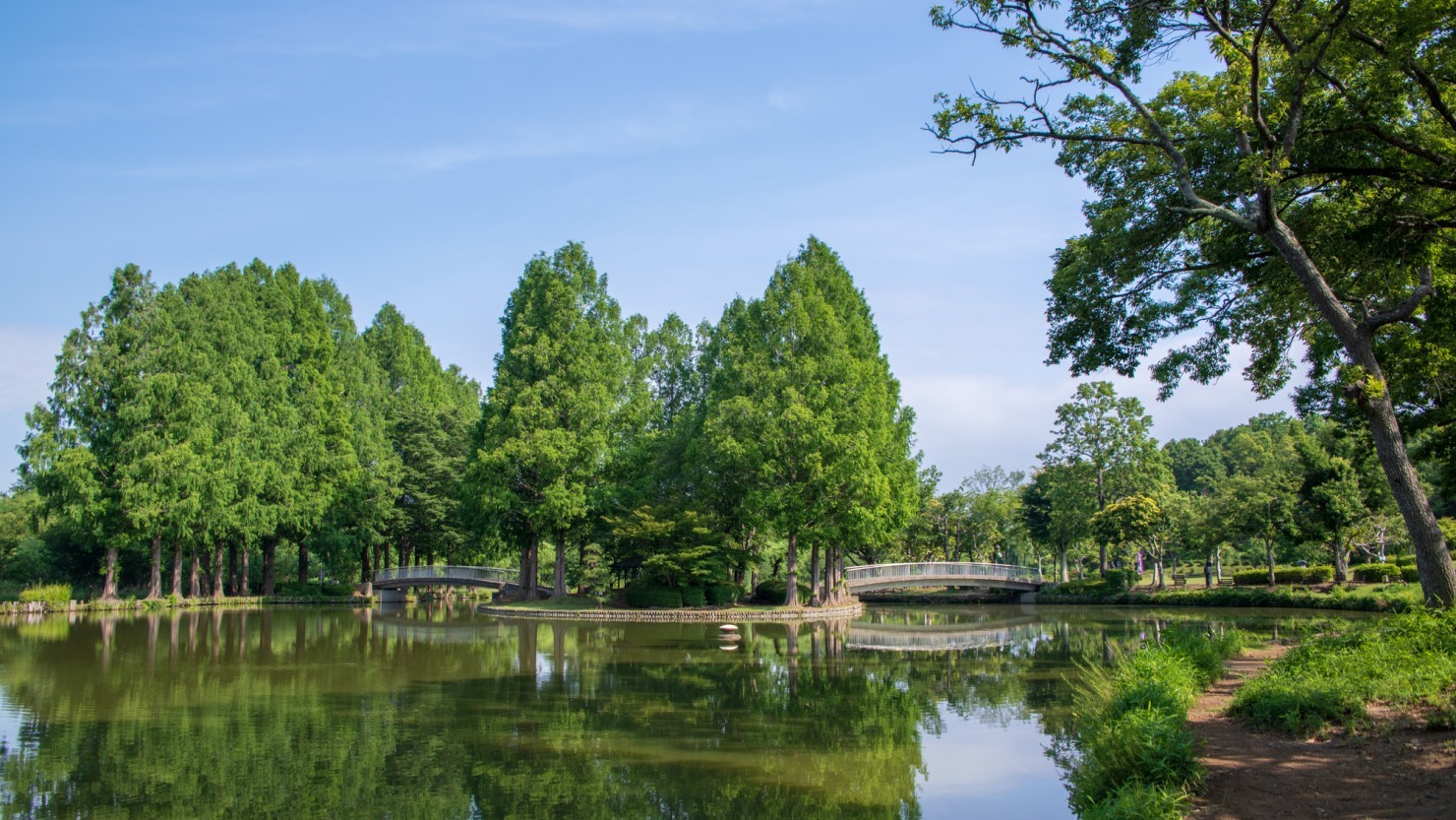上尾市丸山公園の大沼