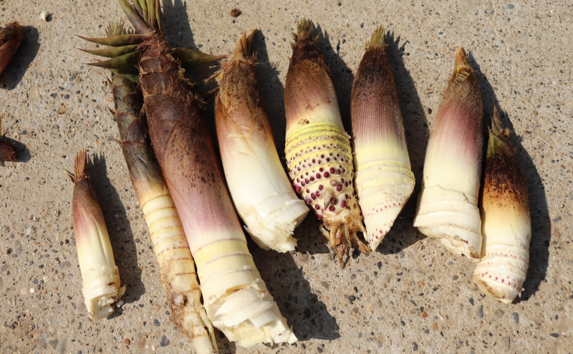 タケノコの茹で方とおいしい食べ方！ぬかなしでアク抜きする手順を紹介