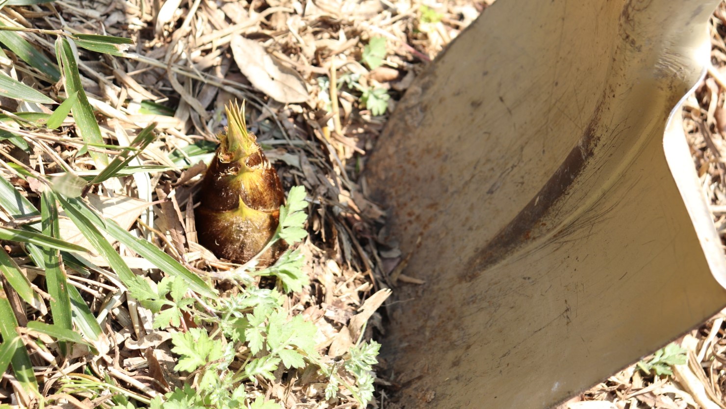 小さな穂先を見つけていざタケノコ掘り