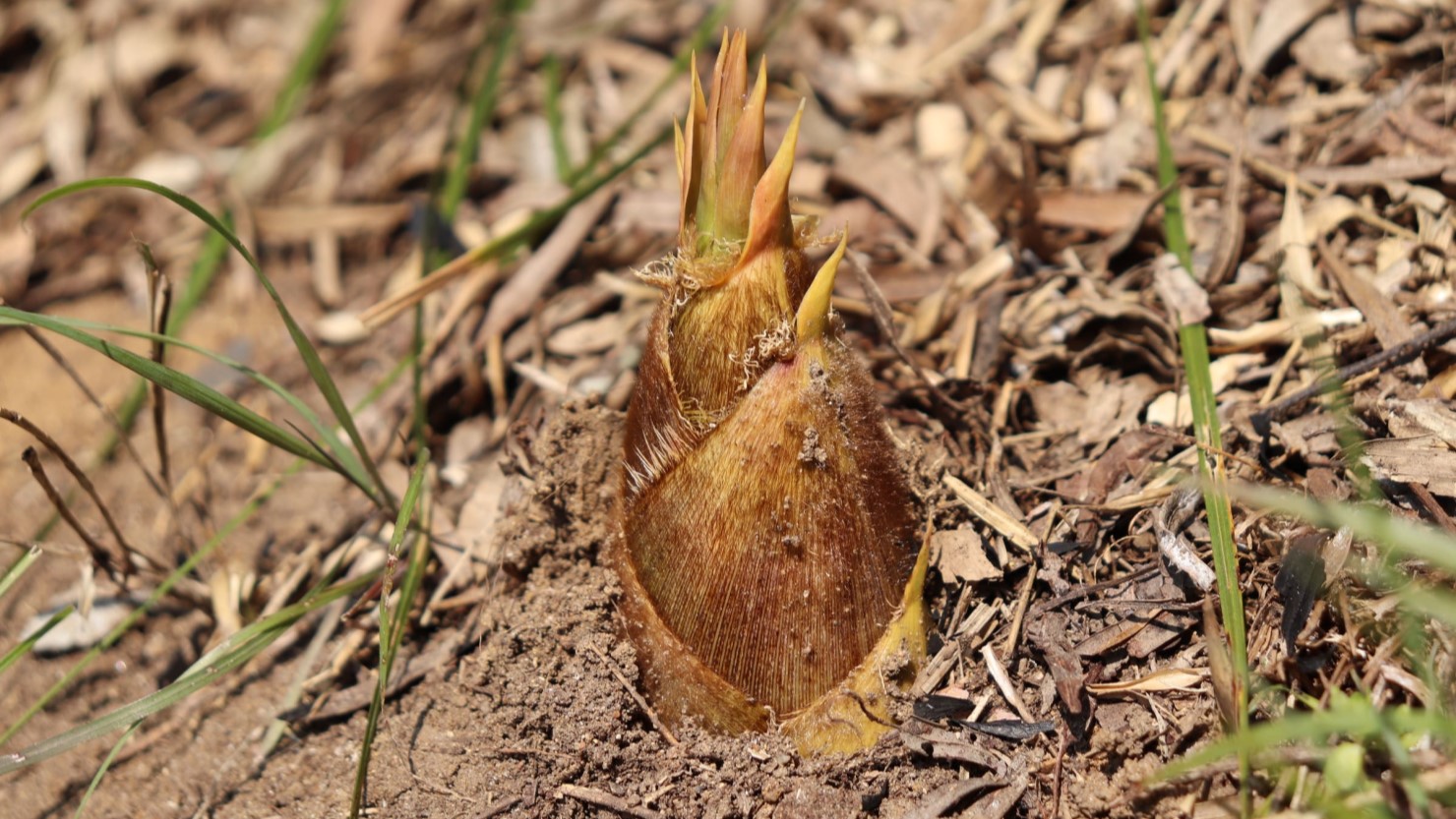 ツノのように見えるタケノコの穂先