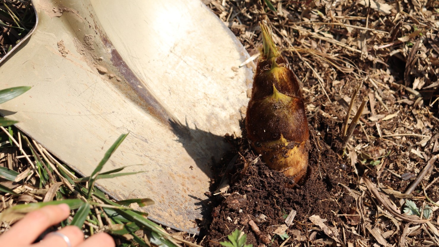 タケノコの周囲を整理する