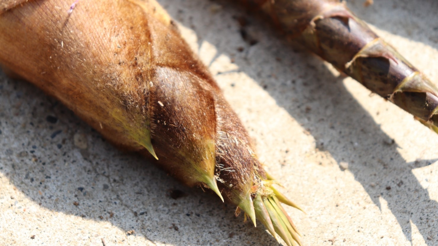 収穫したてのタイミングでアク抜きを行う