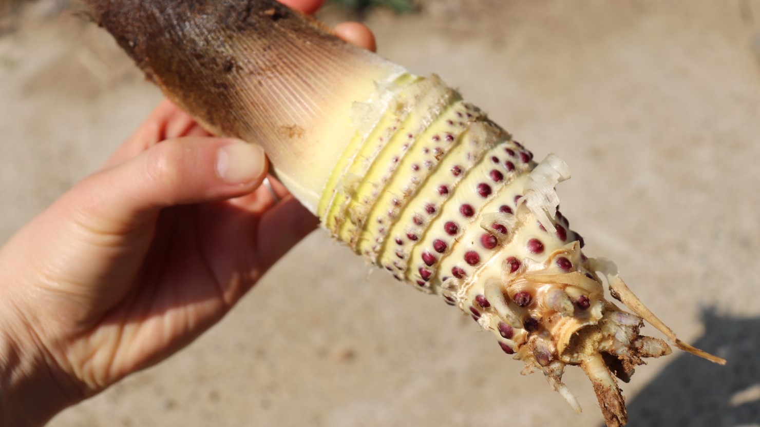 赤い部分は切り落とすか、表面を削ぎ落とす