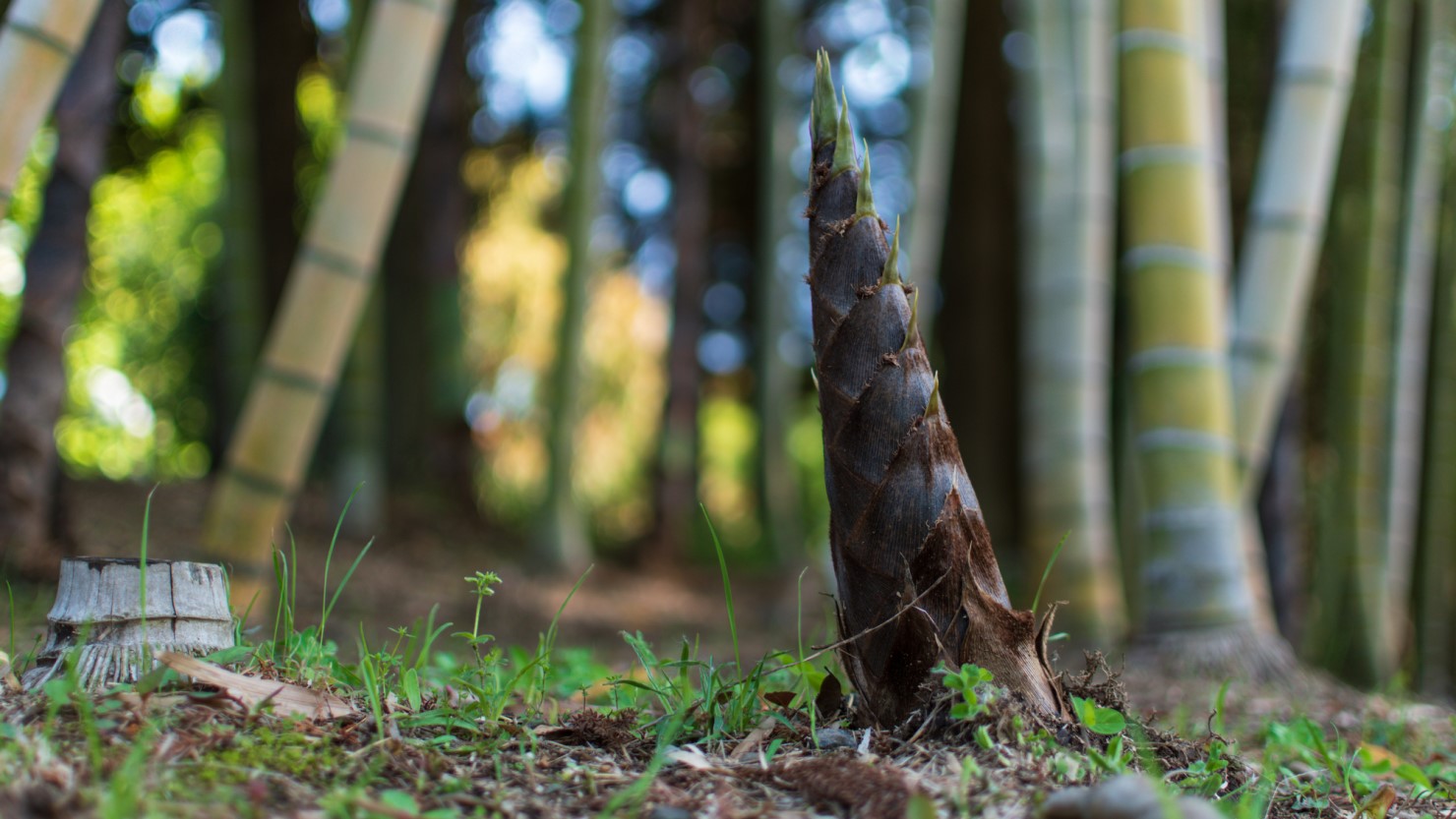 タケノコは10日間で竹になるといわれている