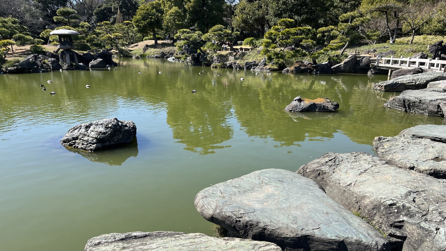 清澄庭園の渡れる石と池
