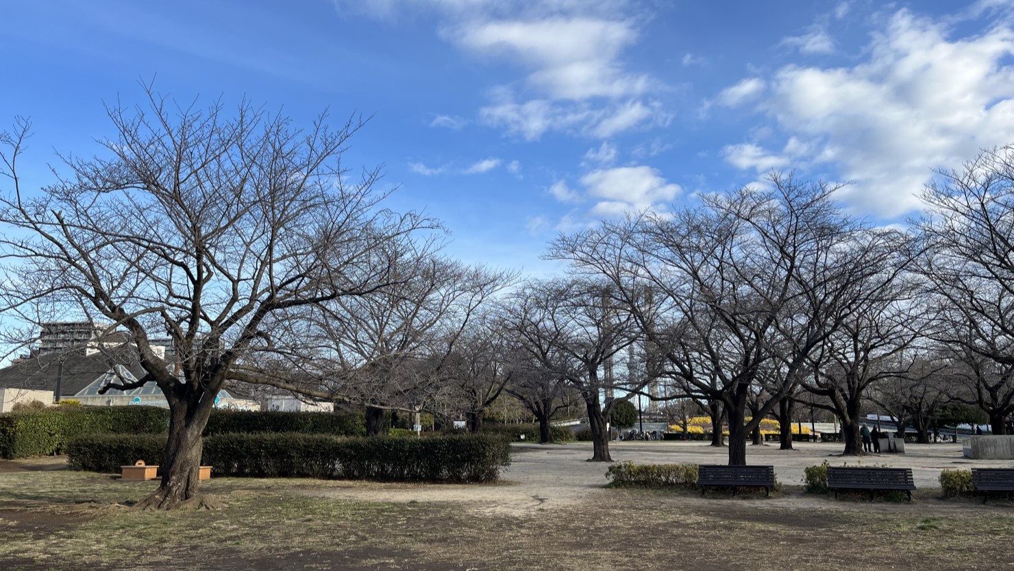スカイツリーも見える、木場公園の広い敷地
