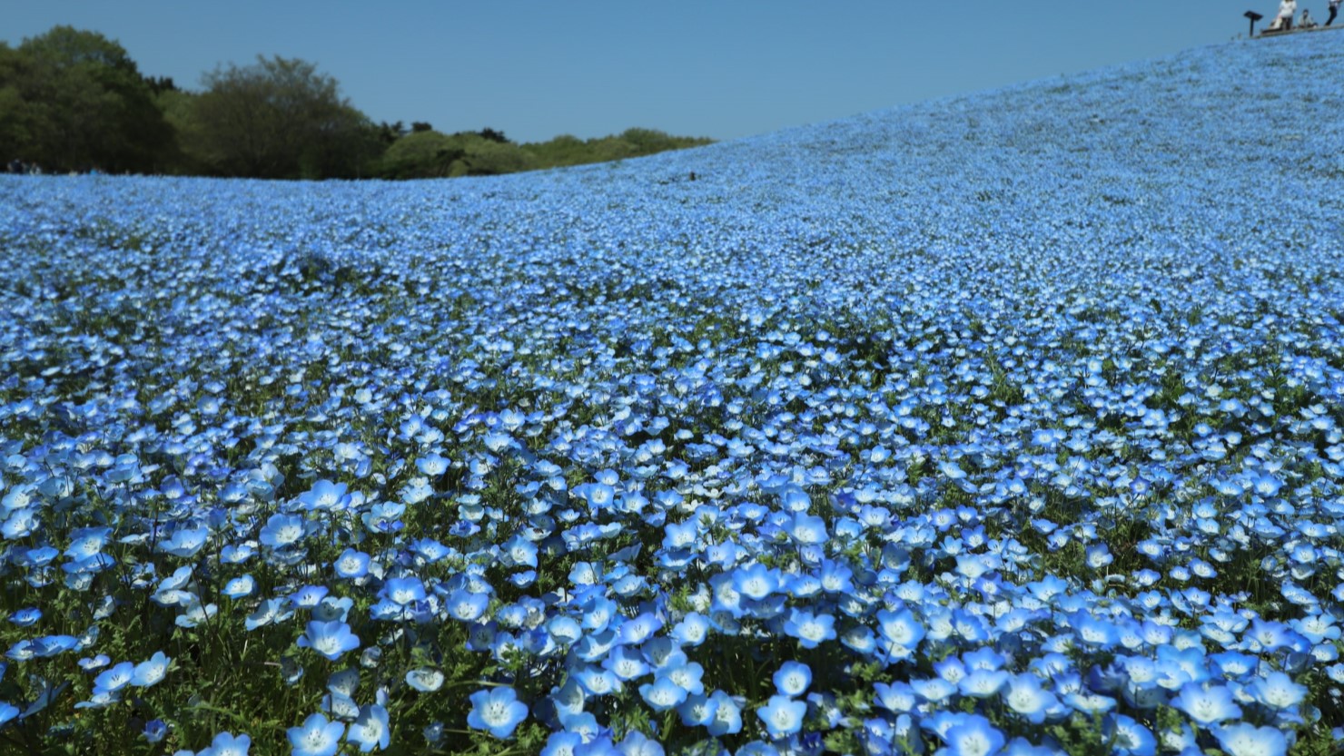 国営ひたち海浜公園で大人気のネモフィラ
