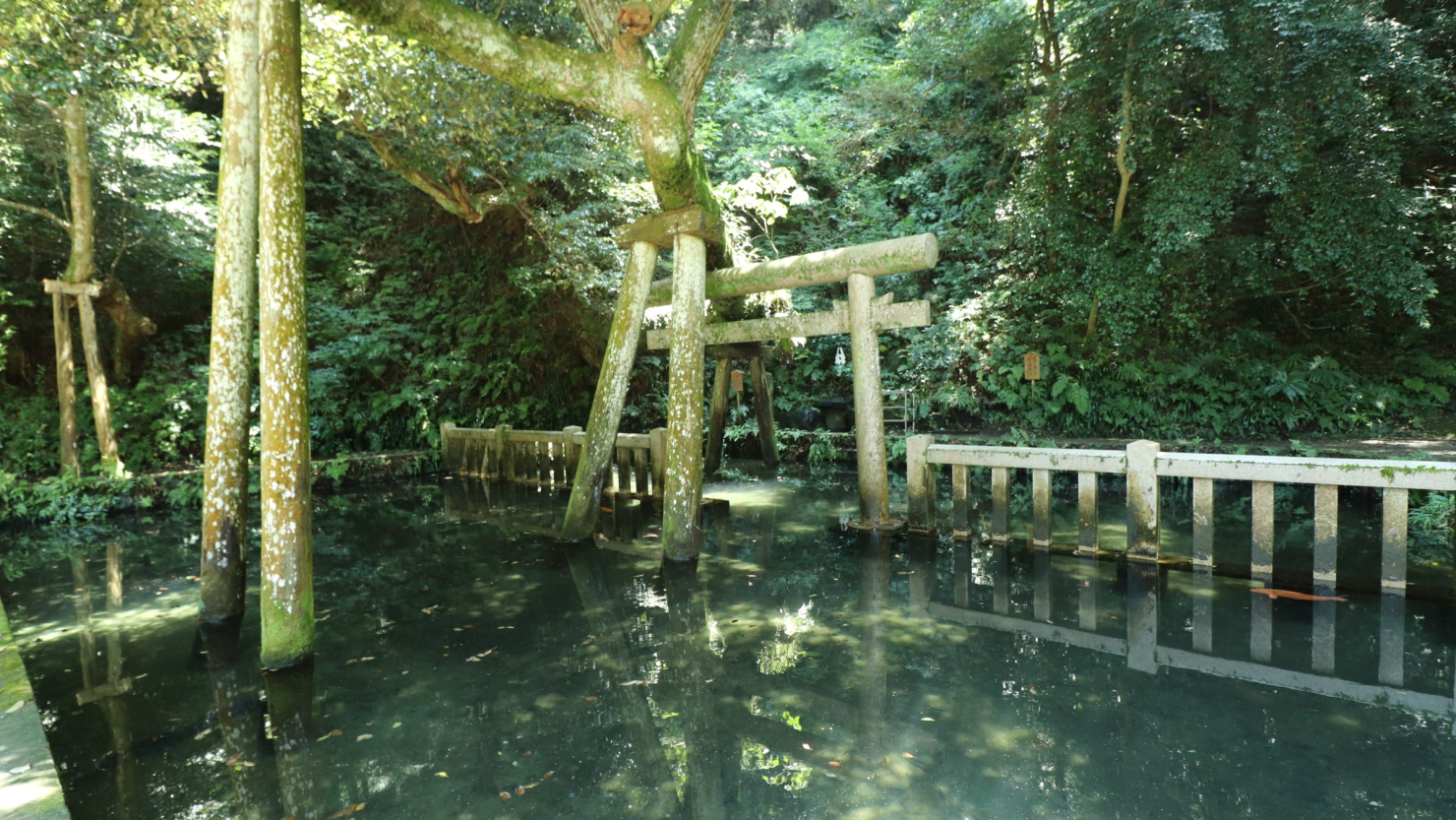 東国三社の1つに数えられる鹿島神宮には、1日40万リットル以上の水が湧く「御手洗池」がある