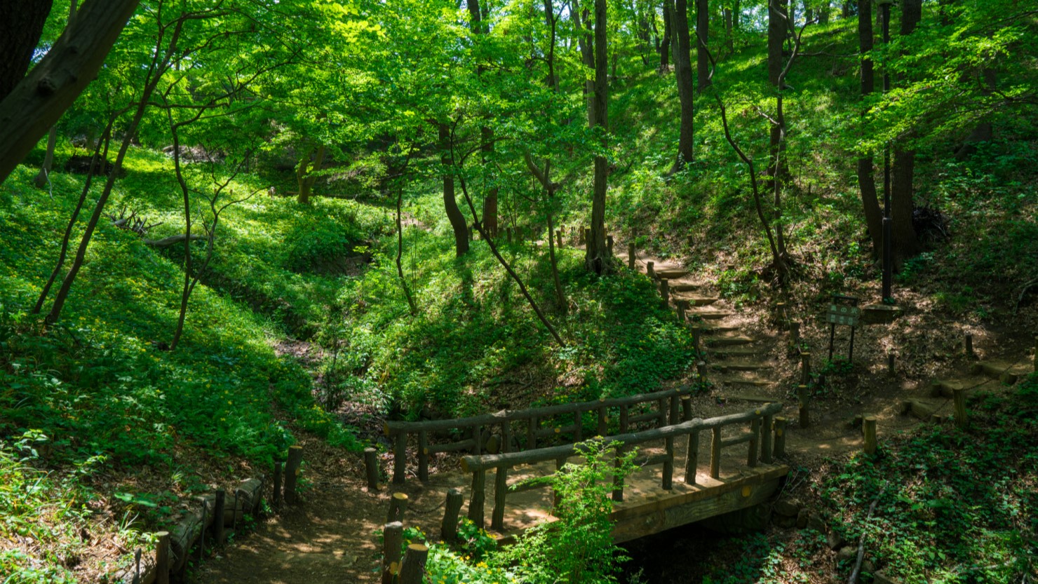 東京　八王子　片倉城跡公園の新緑