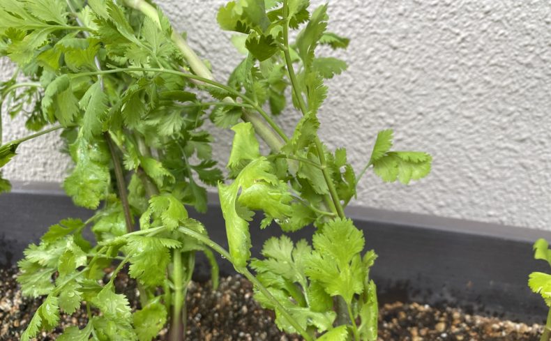 “パクチー”の育て方。実体験をもとに失敗が少ないプランター栽培をご紹介