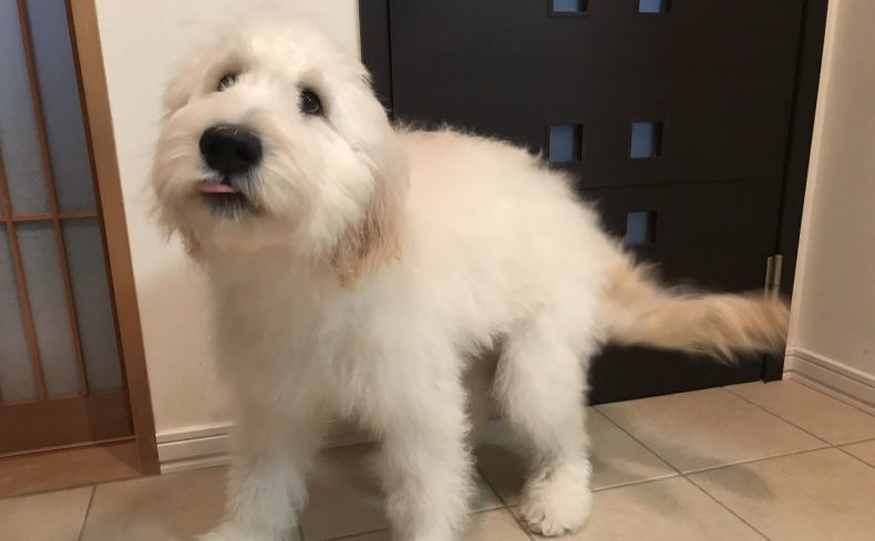 マンション？一戸建て？大型犬の飼い方と快適に暮らせる住まいの選び方