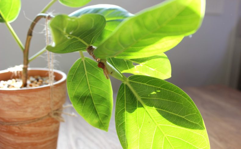 おしゃれで丈夫な観葉植物 “ゴムの木”の育て方。豊富な種類や曲げ方もご紹介