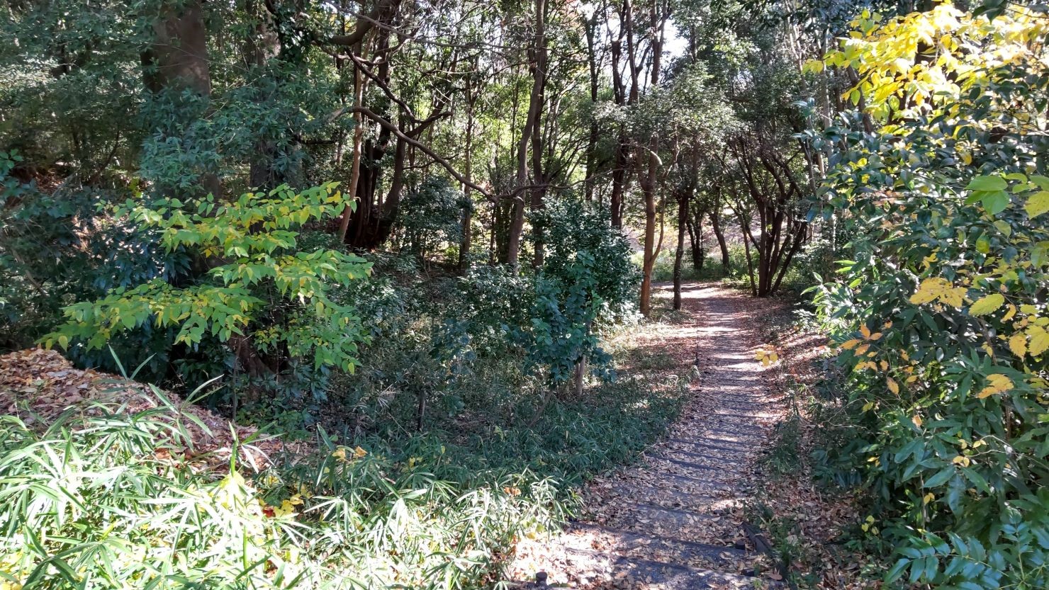 東京都立大学南大沢キャンパス内にある松木日向緑地　© なおと